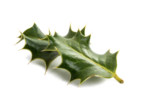 Holly-traditionele kerst plant — Stockfoto