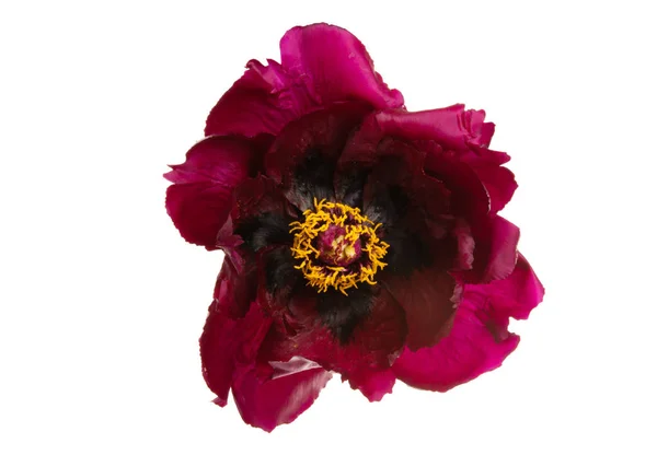 Peony květinové sraženina izolované — Stock fotografie