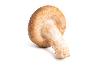 İzole shiitake mantar 