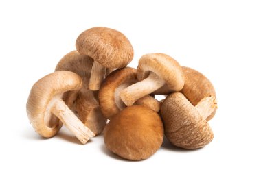 İzole shiitake mantar 