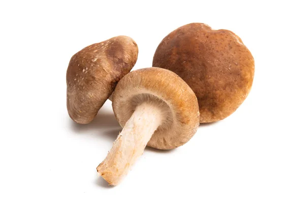 Cogumelos Shiitake isolados — Fotografia de Stock