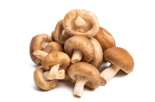 Shiitake mushrooms isolated — Stock Photo, Image