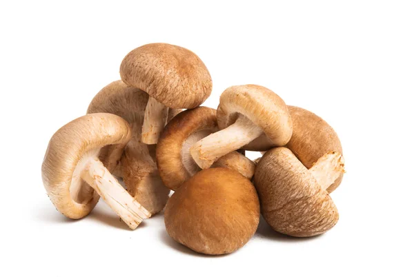 Shiitake-Pilze isoliert — Stockfoto