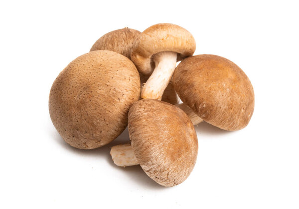 shiitake mushrooms isolated 