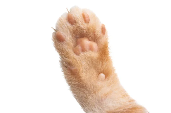 Kitten paw isolated — Stock Photo, Image