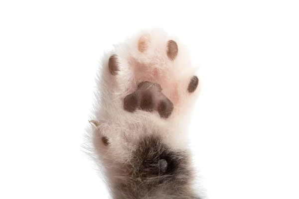 Izole kedi pençe — Stok fotoğraf
