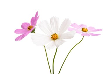 Cosme çiçek izole 