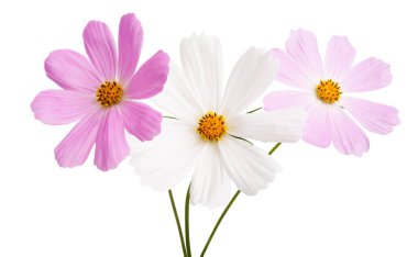 Cosme çiçek izole 