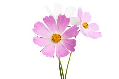 Cosme çiçek izole 