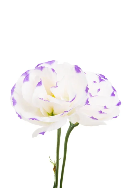 Izole eustoma çiçek — Stok fotoğraf