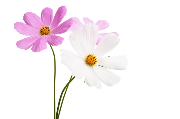 COSME kwiat na białym tle — Zdjęcie stockowe