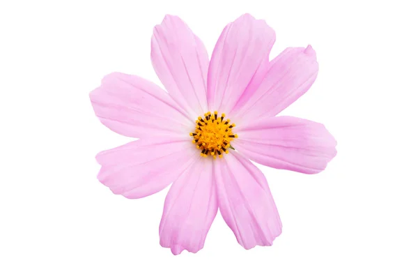 Cosme flower isolated — Stock Photo, Image