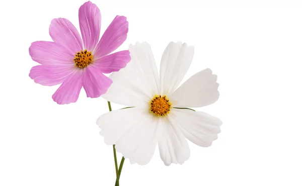 Cosme цветок изолирован — стоковое фото
