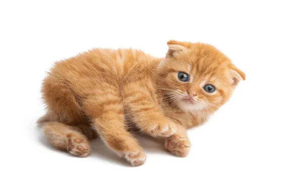 Ginger kitten isolated — Stock Photo, Image