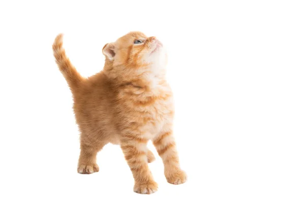 İzole zencefil yavru kedi — Stok fotoğraf