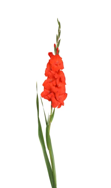 Red gladiolus flower — Stock Photo, Image