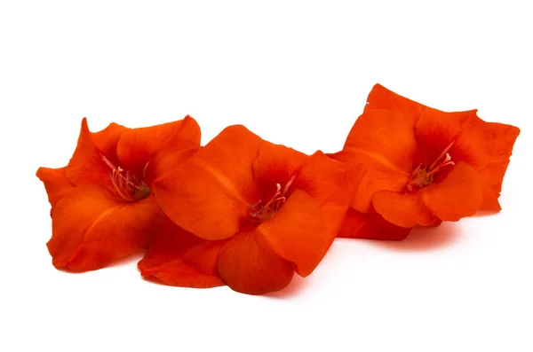 Flor vermelha do gladíolo — Fotografia de Stock