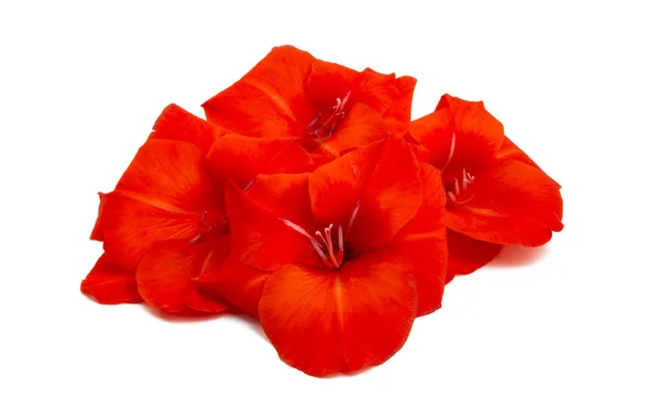 Röd gladiolus blomma — Stockfoto