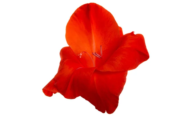 Mieczyk czerwony kwiat — Zdjęcie stockowe