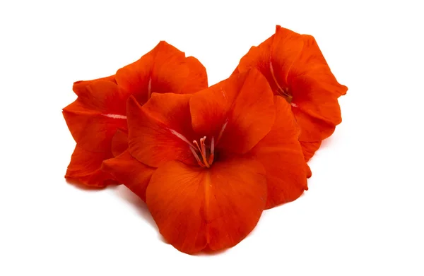 Kırmızı Glayöl çiçek — Stok fotoğraf