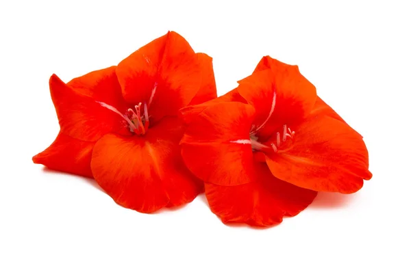 Flor de gladiolo rojo — Foto de Stock