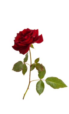 kırmızı gül izole 