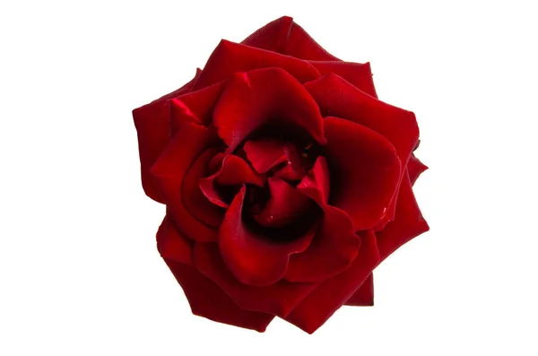 Rote Rose isoliert — Stockfoto