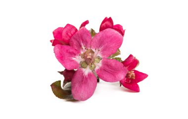 kırmızı elma çiçeği izole 