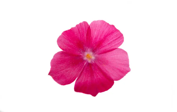 Phlox bloem geïsoleerd — Stockfoto