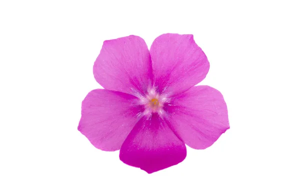 Phlox fleur isolée — Photo