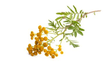 tansy izole 