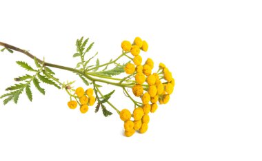 tansy izole 