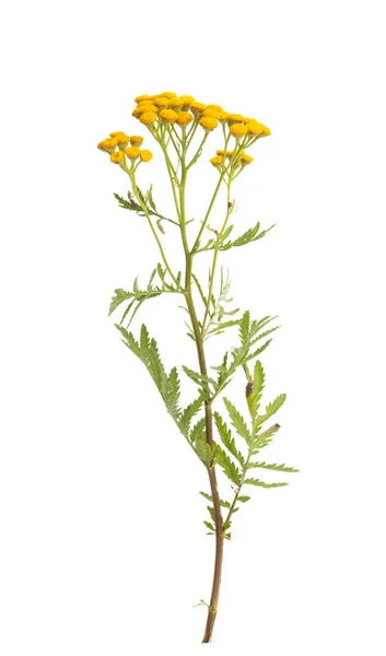 Tansy izole — Stok fotoğraf