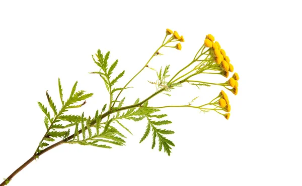 Tansy izole — Stok fotoğraf