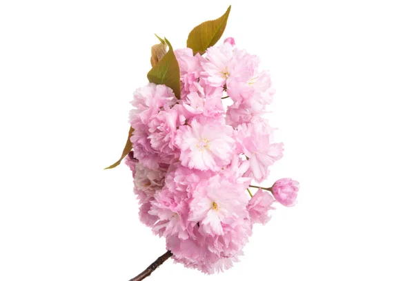 Flor de sakura aislada — Foto de Stock