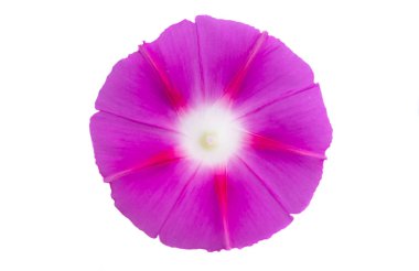 bağlanmış çiçek izole