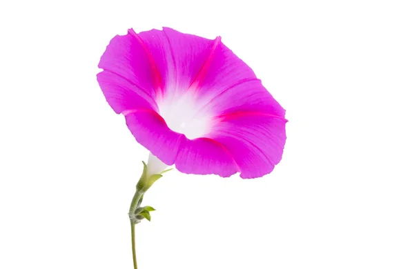 Bindweed bloem geïsoleerd — Stockfoto