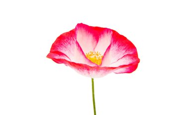 İzole kırmızı haşhaş