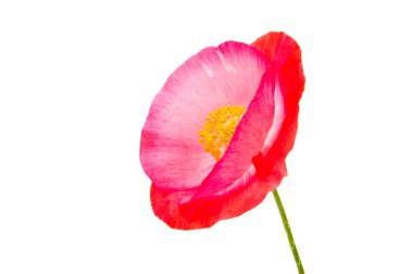 İzole kırmızı haşhaş