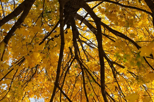 秋叶的背景 — 图库照片