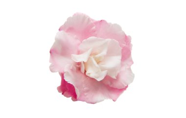 Zakkum çiçeği izole