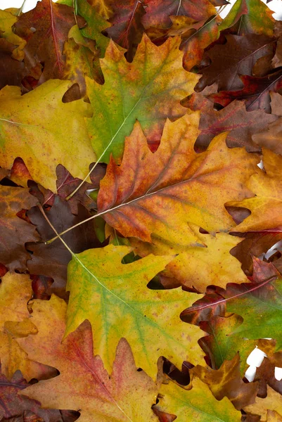 Fundo de folhas de outono — Fotografia de Stock