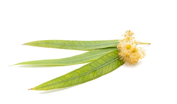 Eucalyptus isolated — Stock Photo, Image