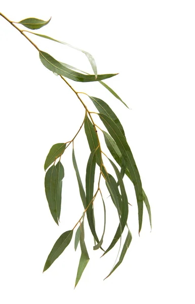 Eucalyptus geïsoleerd — Stockfoto