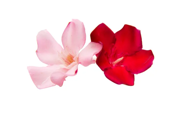 Oleander bloem geïsoleerd — Stockfoto