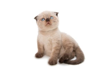 kat kedi yavrusu izole 