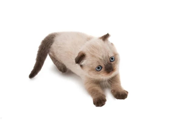 Piegare gattino isolato — Foto Stock