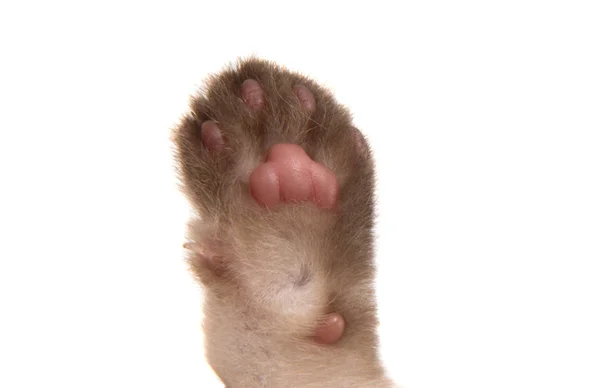Składany Kitten na białym tle — Zdjęcie stockowe