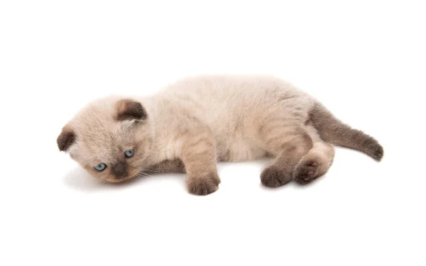 子猫を孤立させた折り畳み — ストック写真