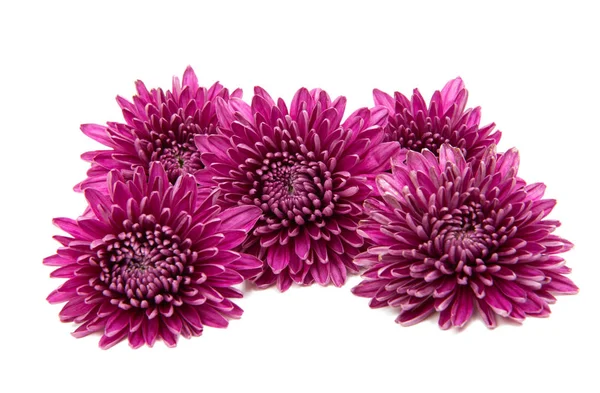 Chrysanthemum isolated — Stock Photo, Image